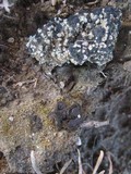 Collema tenax var. tenax image