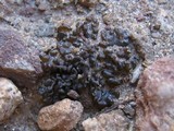 Leptogium turgidum image