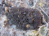 Leptogium turgidum image