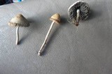 Panaeolus subbalteatus image