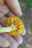 Humidicutis marginata var. olivacea image
