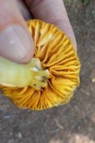 Humidicutis marginata var. olivacea image