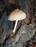 Pluteus longistriatus image