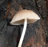Pluteus longistriatus image