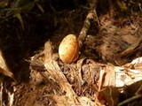 Mutinus bambusinus image