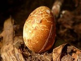 Mutinus bambusinus image
