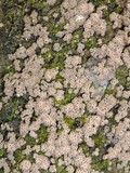Hypoxylon lenormandii image
