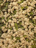 Hypoxylon lenormandii image