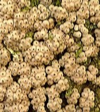Hypoxylon lenormandii image