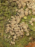 Hypoxylon lenormandii image