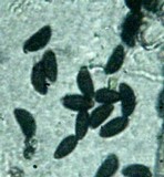 Hypoxylon lenormandii image