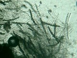 Hypoxylon lenormandii image