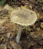 Amanita onusta image