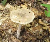 Amanita onusta image