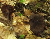 Inocybe tahquamenonensis image