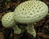 Amanita cokeri image