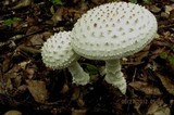 Amanita cokeri image