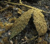 Scorias spongiosa image