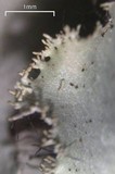 Parmotrema subisidiosum image