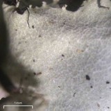 Parmotrema subisidiosum image