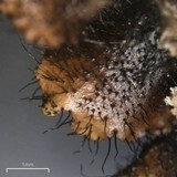 Parmotrema subisidiosum image