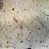 Parmotrema subisidiosum image