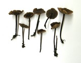 Gymnopus villosipes image