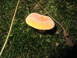 Lactarius hygrophoroides image