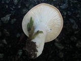 Lactarius hygrophoroides image