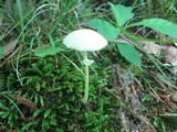 Leucocoprinus fragilissimus image