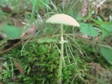 Leucocoprinus fragilissimus image