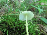 Leucocoprinus fragilissimus image