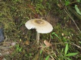 Amanita sect. Vaginatae image
