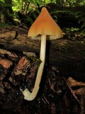 Entoloma luteum image