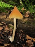 Entoloma luteum image