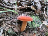 Lactarius volemus image