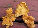 Cantharellus lateritius image