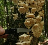 Sarcodontia pachyodon image
