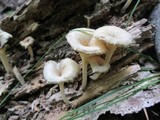 Chrysomphalina strombodes image