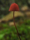 Marasmius pulcherripes image