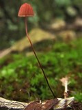 Marasmius pulcherripes image