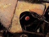 Marasmius pulcherripes image