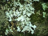 Parmotrema stuppeum image