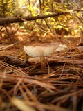 Rhodocollybia butyracea image