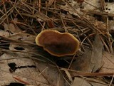Coltricia cinnamomea image