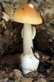 Amanita amerifulva image