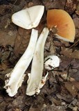 Amanita amerifulva image