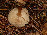 Rhodocollybia butyracea image