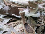 Hydnellum spongiosipes image