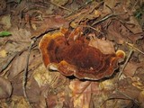 Coltricia montagnei var. greenei image